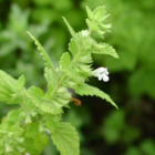 Lemon Balm Plants (Melissa Officinalis)