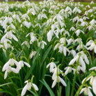 Single Snowdrop Bulbs In The Green (Galanthus nivalis)