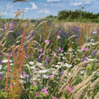 Butterfly and Bee Wildflower Seeds LWBM 80/20
