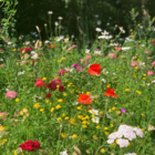 Native Enriched Wildflower Turf®