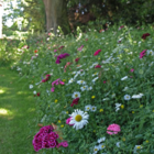 Native Enriched Wildflower Turf®