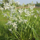 Nodding Star of Bethlehem Bulbs (Ornithogalum nutans)