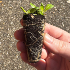 Orange Hawkbit plug Plants (Hieracium aurantiacum)