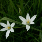 Star of Bethlehem Bulbs (Ornithogalum umbellatum)