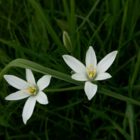 Common Star of Bethlehem Bulbs In The Green (Ornithogalum umbellatum)
