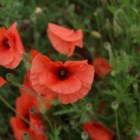 Annual Wildflower Plant Collection