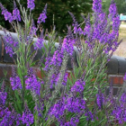 Purple Toadflax Plants (Linaria purpurea)