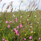 Restore and Enrich Wildflowers