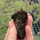 Wild Red Clover Plug Plants (Trifolium pratense)