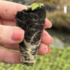 Small Scabious Plug Plants (Scabiosa columbaria)