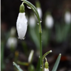 Snowdrop Bulbs (Galanthus nivalis)