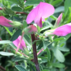 Spiny Restharrow (Ononis spinosa)