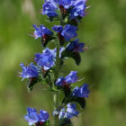 Viper's Bugloss Plants (Echium vulgare)