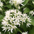 Wild Garlic Bulbs (Allium ursinum)