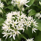 Wild Garlic Bulbs In The Green (Allium ursinum)