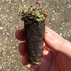 Wild Thyme Plug Plants (Thymus polytrichus)