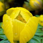 Winter Aconite Bulbs (Eranthus hyemalis)