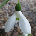 Snowdrop Ikariae Bulbs In The Green (Galanthus ikariae)