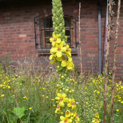 Dark Mullein Plants (Verbascum nigrum)
