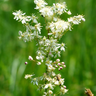 Dropwort Seeds (Filipendula vulgaris)