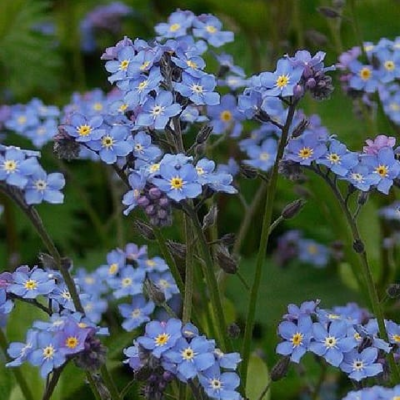 Forget-me-not Seeds (Myosotis arvensis)