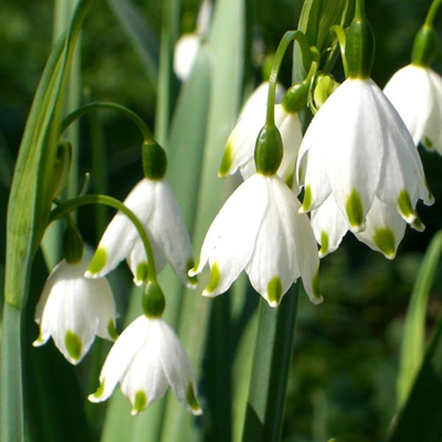 Summer Snowflake Bulbs In The Green (Leucojum aestivum)