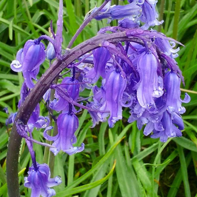Bluebell Bulbs In The Green (Hyacinthoides non-scripta)