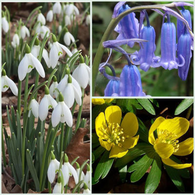 Wildflower Bulb Favourites