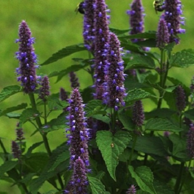 Anise Hyssop Plants (Agastache foeniculum)