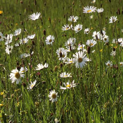 Traditional Meadow Wildflower Seeds LW1M 80/20