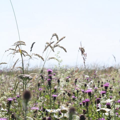 Chalk and Limestone Soils Wildflower Seeds LW2M 80/20