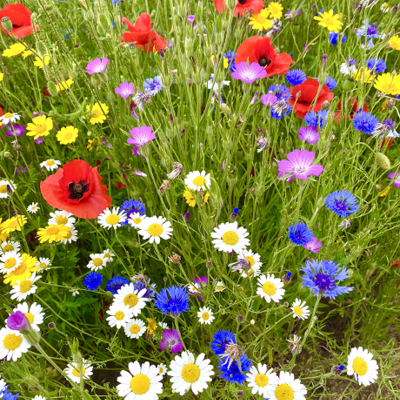 Cornfield Annuals Wildflower Seeds LW9P 100%