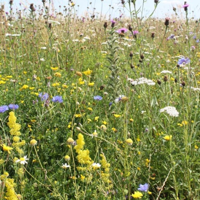 Dual Purpose Wildflower Seeds LWXM 70/30
