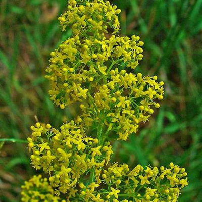 Scented Wildflower Plant Collection