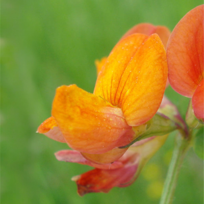 Birdsfoot Trefoil Plug Plants (Lotus corniculatus)