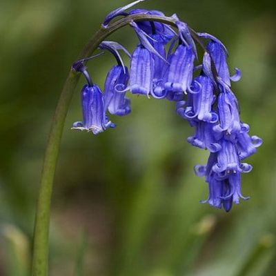 Bluebell Seeds (Hyacinthoides non-scripta)
