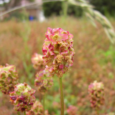 Salad Burnet Seeds (Sanguisorba minor)