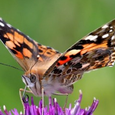 Butterflies Wildflower Plant Collection