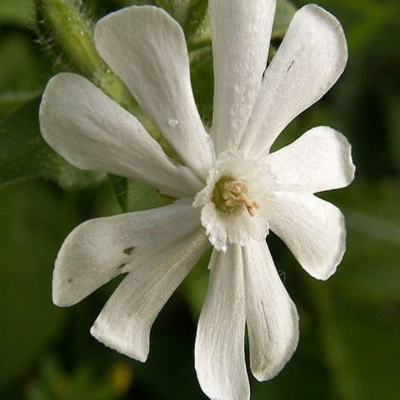 White Campion Seeds (Silene alba)