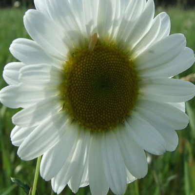 Chalk & Limestone Wildflower Plant Collection