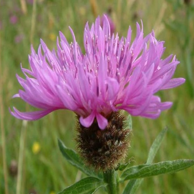 Clay Soils Wildflower Plant Collection