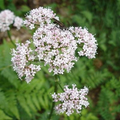 Common Valerian Plants (Valeriana officinalis)