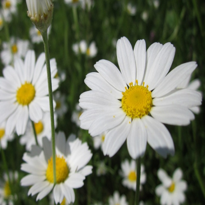 Corn Chamomile Plug Plants (Anthemis arvensis)