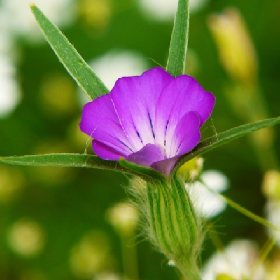 Corncockle Plants (Agrostemma githago)