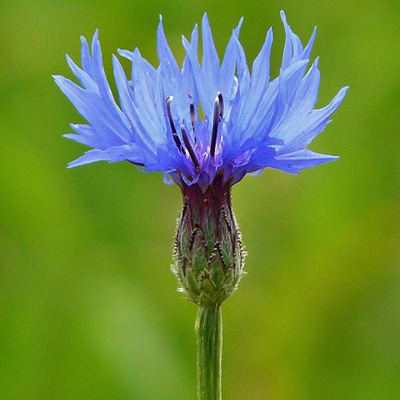 Cornflower Plants (Centaurea cyanus)