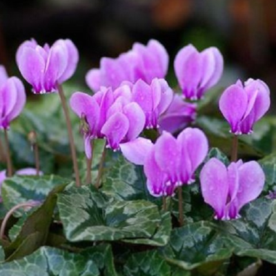 Wild Cyclamen Tubers (Cyclamen hederifolium)
