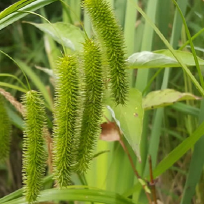 Cyperus Sedge Plants (Carex pseudocyperus)