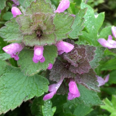 Red Deadnettle Seeds