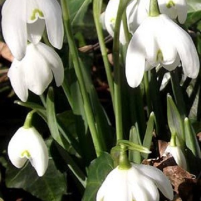 Double Snowdrop (Flore Pleno) Bulbs (Galanthus nivalis f. pleniflorus)
