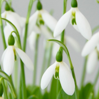 Giant Snowdrop Bulbs In The Green (Galanthus elwesii)